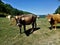 Cows watch and relax in the meadow