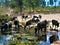 Cows, water, nature and environment