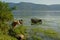 Cows in the water next to the green embankment of rive Danube