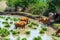 Cows at a watering hole