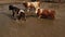 Cows at a watering hole on a hot summer day. The shores of the lake turn yellow because they are burnt out by the