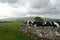 Cows in Wharfedale near Grassington, Yorkshire Dales