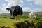 Cows in Wharfedale near Grassington, Yorkshire Dales