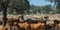 Cows and white birds flying among cattle