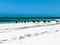 Cows on a white sandy beach