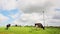 Cows on a Wind farm