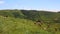 Cows on wind power plant the background in Portugal