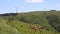 Cows on wind power plant the background in Portugal