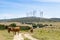 Cows and Windmills Los Llanos windfarm MÃ¡laga Spain