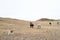 Cows and yak graze in wild pasture with a herding japanese akita inu dog in early spring in a mountainous area.