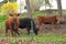 Cows in Yard