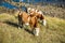 Cows on the yellow grass at the river shore