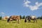 Cows and a young bull on a hillside