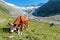 Cows in the Zillertal Alps