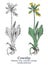 Cowslip. Colorful vector hand drawn plant. Vintage medicinal plant sketch.