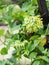 Cowslip creeper,Cowslip creeper, Telosma minor Craib name vegetable yellow green flower