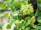 Cowslip creeper,Cowslip creeper, Telosma minor Craib name vegetable yellow green flower