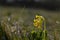 Cowslip early spring yellow wildflower in nature