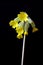 Cowslip flower in bloom