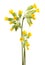 Cowslip flowers