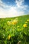 Cowslip flowers on the field