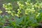 Cowslip paigle Primula macrocalix