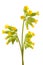 Cowslip Primrose flowers