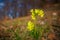 Cowslip primrose, latin name Primula veris
