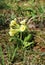 Cowslip primroses