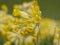 Cowslip - Primula Veris