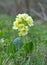Cowslip (Primula veris) flower