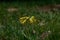 Cowslip Primula veris yellow wildflower in nature