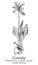 Cowslip. Vector hand drawn plant. Vintage medicinal plant sketch.