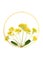 Cowslip Wildflowers Endangered Species Flower Arrangement