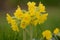 Cowslips