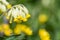 Cowslips primula veris