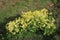 Cowslips, primula veris, in sun on open ground