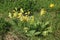 Cowslips, primula veris, in wild flower area