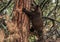 A COY Black Bear Cub Climbing a Tree In a Mild Snowstorm