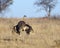 Coy female ostrich