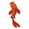 Coy fish icon, oriental japanese red fish