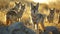 Coyot family standing in front of the camera in the rocky plains with setting sun.