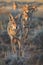 Coyot family standing in front of the camera in the rocky plains with setting sun.