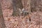 A Coyote in an Autumn Forest