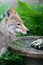 Coyote at Birdbath Fountain - Canis latrans