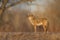 Coyote at Bosque del Apache NWR