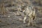 Coyote at Bosque del Apache NWR