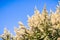 Coyote brush Baccharis pilularis seeds flying in the wind, San Francisco bay area, California