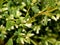 Coyote brush, Chaparral broom, Baccharis pilularis subsp. consanguinea, female bush