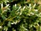 Coyote brush, Chaparral broom, Baccharis pilularis subsp. consanguinea, female bush
